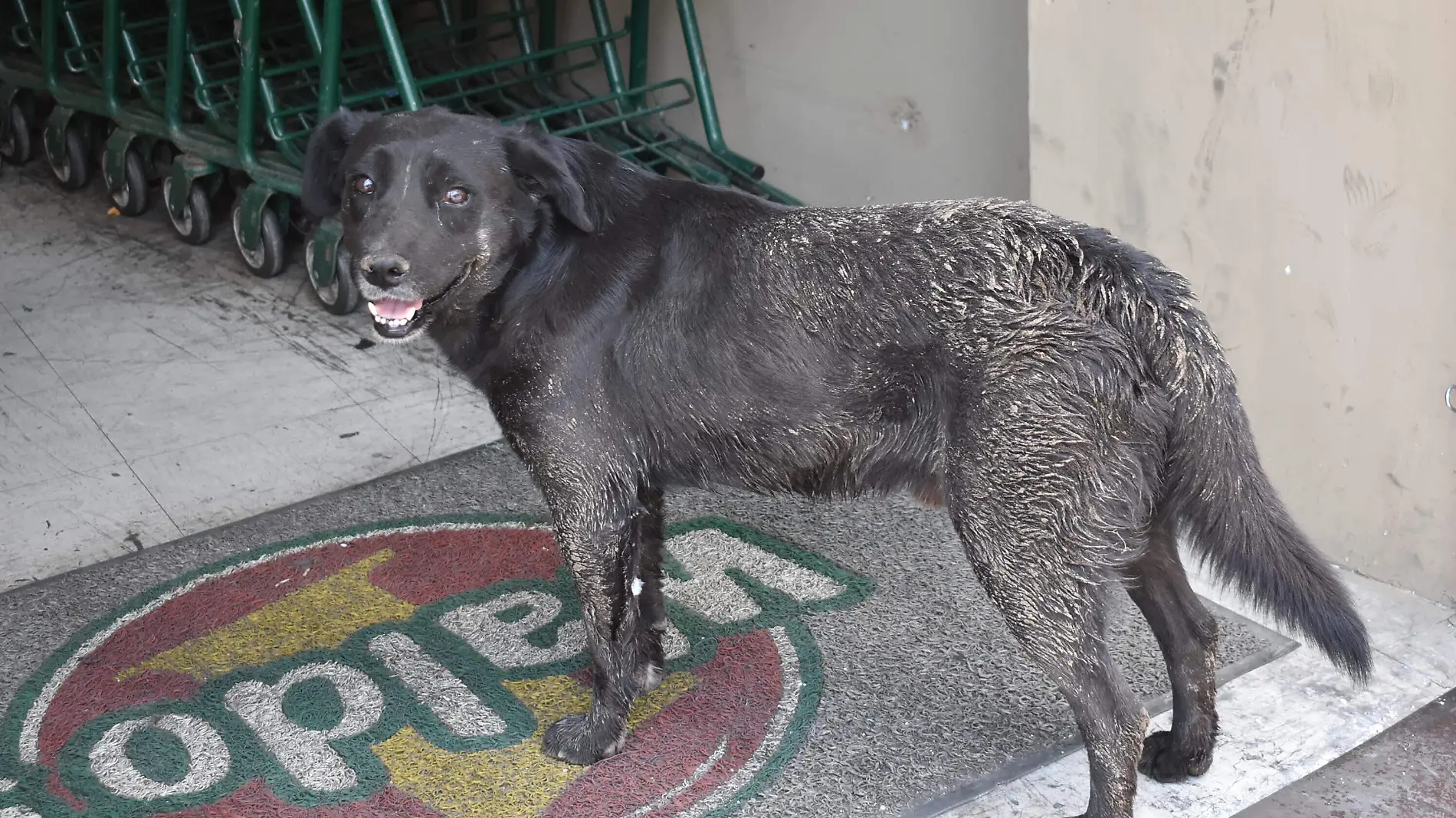 perros 1 nota de javier